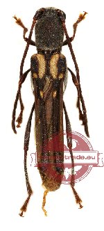 Thranius multinotatus