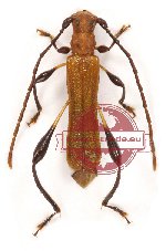Microdebilissa testacea