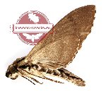 Meganoton rubescens ssp. rubescens