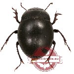 Tenebrionidae sp. 57