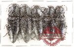 Scientific lot no. 242 Elateridae (5 pcs)