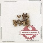 Scientific lot no. 1010 Curculionidae (8 pcs)