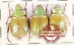 Scientific lot no. 404 Rutelinae (3 pcs)
