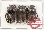 Scientific lot no. 941 Coprophaga (Chironitis sp.) (2m, 1f)