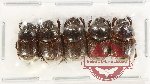 Scientific lot no. 946 Coprophaga (5 pcs)