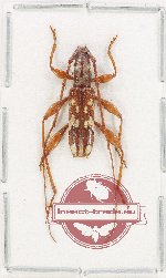 Coptocercus sp. 9