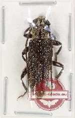 Cerambycidae sp. 109 (A2)