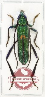 Chelidonium cinctum