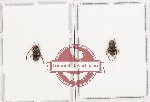 Scientific lot no. 331 Cerambycidae (Lamiinae) (2 pcs)