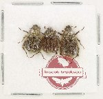 Scientific lot no. 402 Rutelinae (3 pcs)