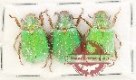 Scientific lot no. 405 Rutelinae (3 pcs)