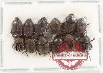 Scientific lot no. 951 Coprophaga (12 pcs A, A-, A2)