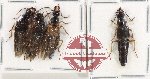 Scientific lot no. 110K Staphylinidae (4 pcs)