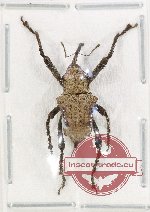 Curculionidae sp. 166