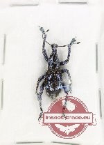 Rhinoscapha vibrans?