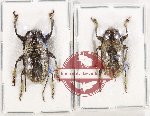 Scientific lot no. 328 Cerambycidae (2 pcs)
