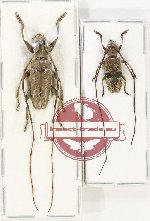 Scientific lot no. 327 Cerambycidae (2 pcs - 1 pc A2)