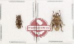 Scientific lot no. 338 Cerambycidae (2 pcs A2)