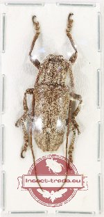 Lamiinae sp. 75