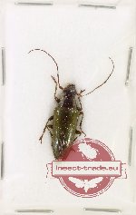 Tmesisternus viridipennis Breuning, 1940