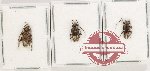 Scientific lot no. 336 Cerambycidae (Lamiinae) (3 pcs)