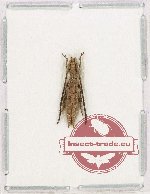 Tetraglenes sp. 1