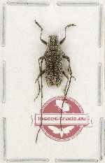 Lamiinae sp. 73 (A-)