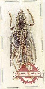 Xoanodera asphyxa Franz, 1972