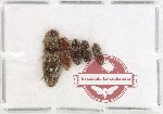 Scientific lot no. 257 Elateridae (5 pcs)
