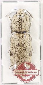 Elateridae sp. 45