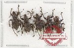 Scientific lot no. 1015 Curculionidae (5 pcs A-, A2)