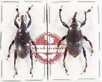 Scientific lot no. 1016 Curculionidae (2 pcs)