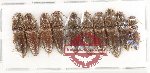 Scientific lot no. 247 Elateridae (10 pcs)