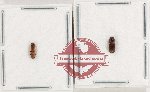Scientific lot no. 199 Scolytidae (2 pcs)