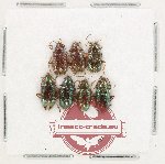 Scientific lot no. 629 Chrysomelidae (7 pcs)
