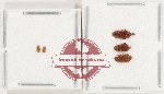 Scientific lot no. 214 Nitidulidae (5 pcs)