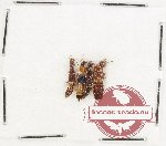 Scientific lot no. 179 Staphylinidae (4 pcs)