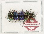 Scientific lot no. 618 Chrysomelidae (5 pcs)