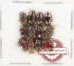 Scientific lot no. 627 Chrysomelidae (13 pcs)