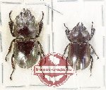 Odontolabis invitabilis