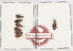 Scientific lot no. 893 Carabidae (Lebiinae) (7 pcs A2)