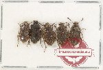 Scientific lot no. 497 Tenebrionidae (5 pcs)