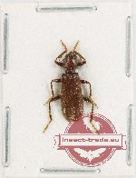 Cleridae sp. 11U