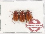 Scientific lot no. 245 Melolonthinae (3 pcs A2)