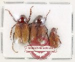Scientific lot no. 255 Melolonthinae (3 pcs)