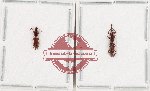 Scientific lot no. 151 Brenthidae (2 pcs)