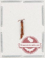Brenthidae sp. 33 (A2)