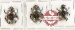 Scientific lot no. 10U Coprophaga (Onitis sp.) (2m, 1f)