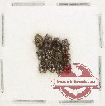 Scientific lot no. 945 Coprophaga (12 pcs)