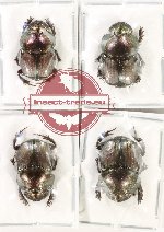 Scientific lot no. 942 Coprophaga (4 pcs)